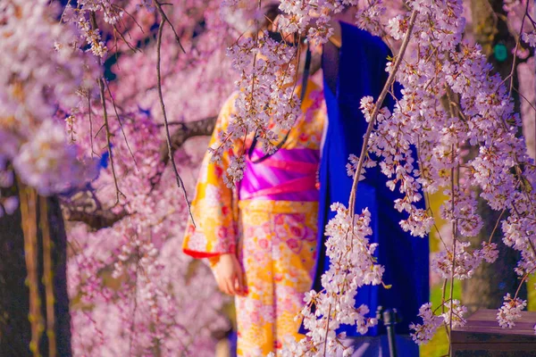 Bunga Ceri Dan Kimono Pria Dan Wanita Lokasi Penembakan Kyoto — Stok Foto