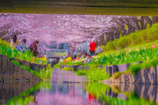 Еґава Сесерагі Зелена Дорога Місце Зйомок Kohoku Yokohama — стокове фото
