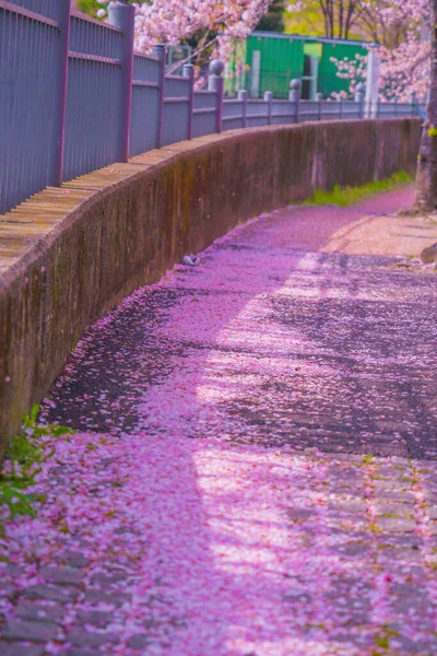 Ooka River Promenade Sakura Drehort Minami Yokohama — Stockfoto