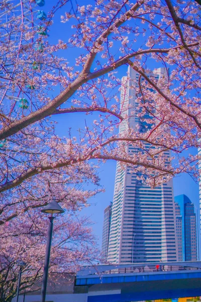 Yokohama Minato Mirai Kirschblüten Drehort Yokohama Stadt Kanagawa Präfektur — Stockfoto