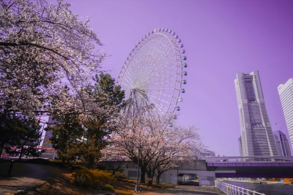 Kwiat Wiśni Yokohama Minato Mirai Strzelanie Lokalizacja Yokohama City Prefektura — Zdjęcie stockowe