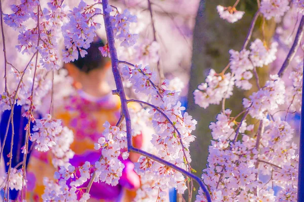 Цветущая Вишня Кимоно Место Съемки Киото — стоковое фото