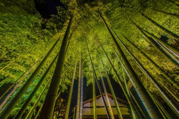 Muitos Bambu Bosque Bambu Localização Tiroteio Kyoto — Fotografia de Stock