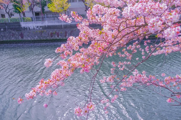 Οόκα Ποταμός Promenade Sakura Τοποθεσία Minami Yokohama — Φωτογραφία Αρχείου