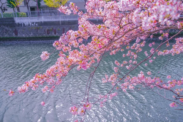 Οόκα Ποταμός Promenade Sakura Τοποθεσία Minami Yokohama — Φωτογραφία Αρχείου