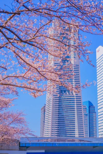 Jokohama Minato Mirai Třešňové Květy Místo Střelby Prefektura Yokohama City — Stock fotografie