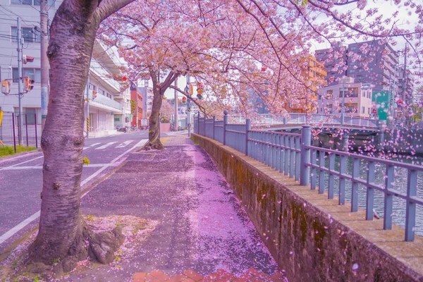 Promenáda Řeky Ooka Sakura Místo Střelby Minami Jokohama — Stock fotografie