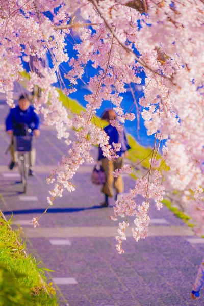 Kirschblüten Auf Dem Flussbett Von Kamogawa Drehort Kyoto — Stockfoto