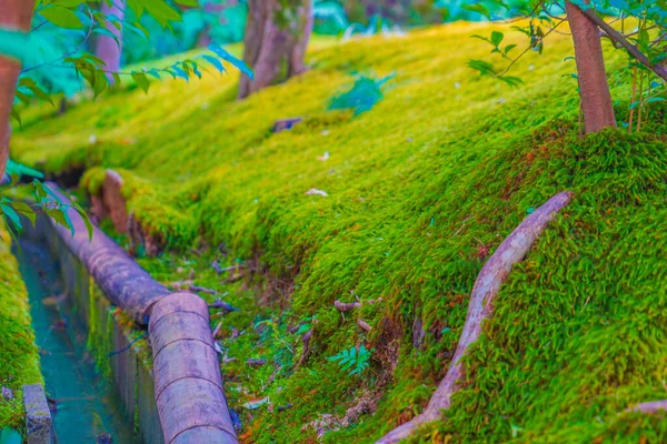 Моссовый Сад Киото Место Съемки Киото — стоковое фото