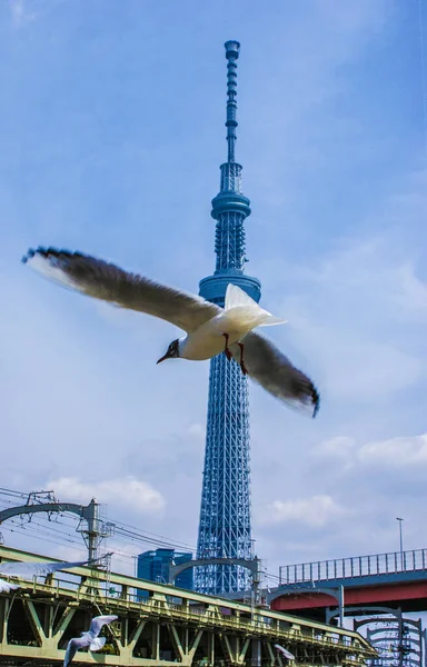 Tájkép Tokiói Égfával Lövöldözés Helye Sumida Tokió — Stock Fotó