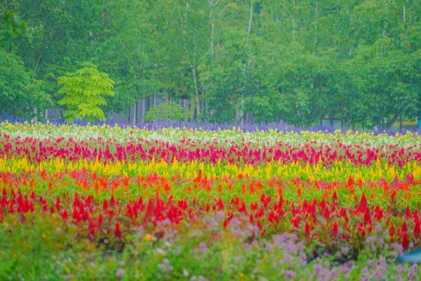 Красочные Цветы Фурано Хоккайдо Место Стрельбы Hokkaido Furano — стоковое фото