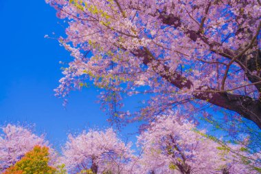 Kogaya Park 'ında kiraz çiçekleri. Çekim yeri: Kanagawa -ku, Yokohama