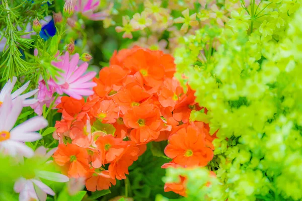 Imagen Flores Colores Ubicación Del Disparo Naka Yokohama Shi — Foto de Stock