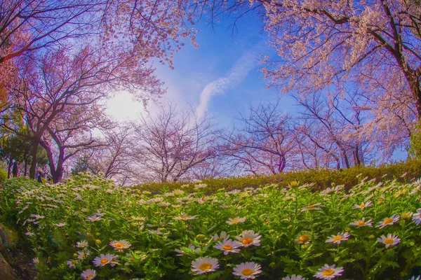 満開の桜とマーガレットの花畑 撮影場所 東京都北区 — ストック写真