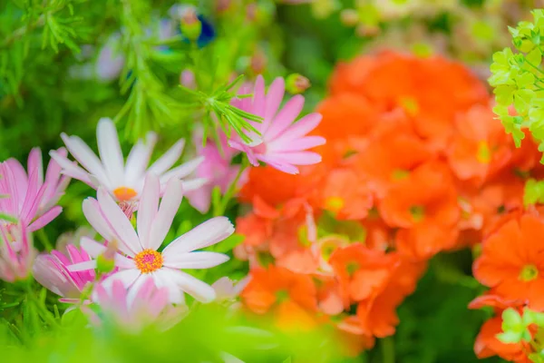 Obraz Kolorowych Kwiatów Rozmieszczenie Naka Jokohama Shi — Zdjęcie stockowe