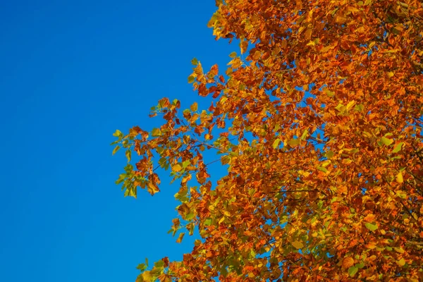 秋天树叶的形象 秋天的传统 射击地点 横滨市神奈川县 — 图库照片