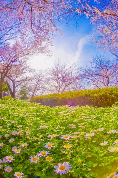 満開の桜とマーガレットの花畑 撮影場所 東京都北区 — ストック写真