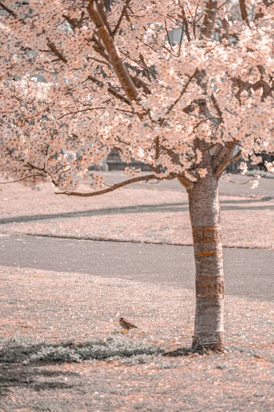 Cseresznyevirágok Takashima Mizukadai Parkban Yokohama Város Lövöldözés Helye Nishi Yokohama — Stock Fotó