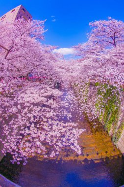 Nakameguro 'da kiraz çiçekleri çiçek açar. Çekim yeri: Meguro -ku, Tokyo