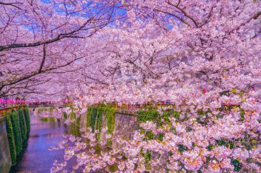 Nakameguro 'da kiraz çiçekleri çiçek açar. Çekim yeri: Meguro -ku, Tokyo