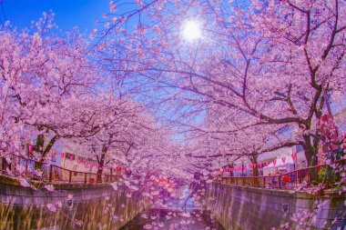 Nakameguro 'da kiraz çiçekleri. Çekim yeri: Meguro -ku, Tokyo