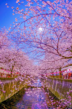 Nakameguro 'da kiraz çiçekleri. Çekim yeri: Meguro -ku, Tokyo