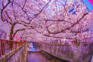 Nakameguro 'da kiraz çiçekleri çiçek açar. Çekim yeri: Meguro -ku, Tokyo