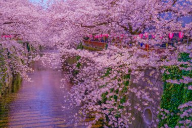 Nakameguro 'da kiraz çiçekleri çiçek açar. Çekim yeri: Meguro -ku, Tokyo