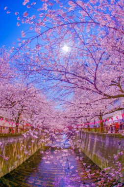 Nakameguro 'da kiraz çiçekleri. Çekim yeri: Meguro -ku, Tokyo