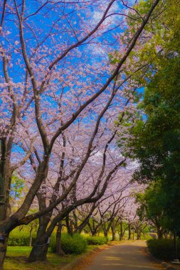 Kishine Park 'ta kiraz çiçekleri. Çekim yeri: Kohoku -ku, Yokohama