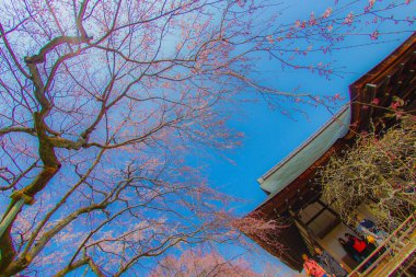 Tenryuji Tapınağı (Kyoto Bölgesi). Çekim Konumu: Kyoto