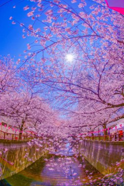 Nakameguro 'da kiraz çiçekleri çiçek açar. Çekim yeri: Meguro -ku, Tokyo