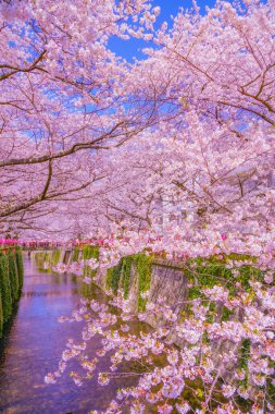 Nakameguro 'da kiraz çiçekleri çiçek açar. Çekim yeri: Meguro -ku, Tokyo
