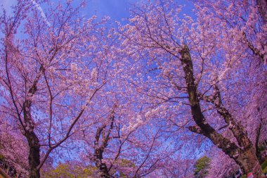 Asukayama Park 'ında kiraz çiçekleri. Çekim Konumu: Kita -ku, Tokyo