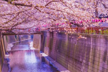 Nakameguro 'da kiraz çiçekleri çiçek açar. Çekim yeri: Meguro -ku, Tokyo