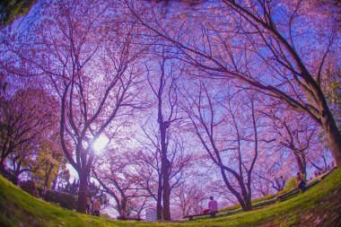 Asukayama Park 'ında kiraz çiçekleri. Çekim Konumu: Kita -ku, Tokyo