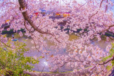Ooka Nehri gezinti güvertesi Sakura. Çekim yeri: Minami -ku, Yokohama
