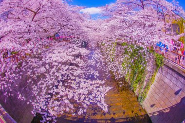 Nakameguro 'da kiraz çiçekleri çiçek açar. Çekim yeri: Meguro -ku, Tokyo