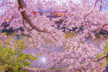 Ooka Nehri gezinti güvertesi Sakura. Çekim yeri: Minami -ku, Yokohama