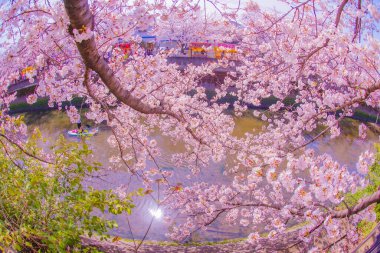 Ooka Nehri gezinti güvertesi Sakura. Çekim yeri: Minami -ku, Yokohama