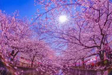 Nakameguro 'da kiraz çiçekleri. Çekim yeri: Meguro -ku, Tokyo