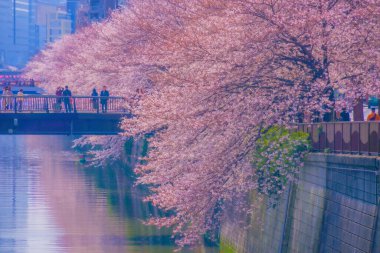 Meguro Nehri boyunca kiraz çiçekleri. Çekim yeri: Meguro -ku, Tokyo