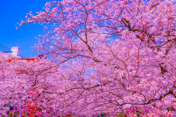 Třešňové Květy Nakameguro Umístění Střelby Meguro Tokio — Stock fotografie