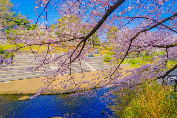 Kwitnie Wiśnia Kishine Park Rozmieszczenie Kohoku Jokohama — Zdjęcie stockowe
