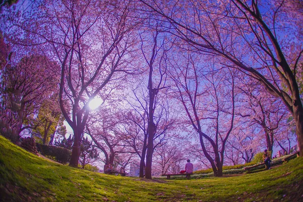 Asukayama Park Inda Kiraz Çiçekleri Çekim Konumu Kita Tokyo — Stok fotoğraf