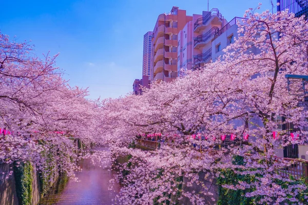 Nakameguro Kiraz Çiçekleri Çiçek Açar Çekim Yeri Meguro Tokyo — Stok fotoğraf