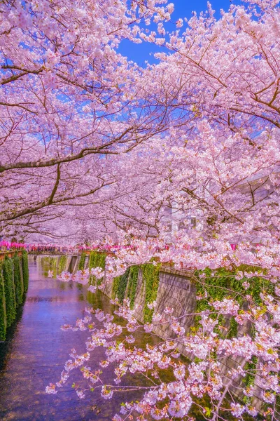 Fleurs Cerisier Pleine Floraison Nakameguro Lieu Tournage Meguro Tokyo — Photo