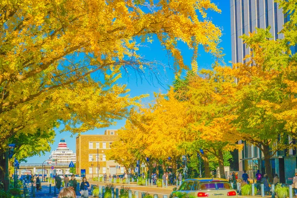 Herbstblätter Auf Nippon Odori Stadt Yokohama Drehort Naka Yokohama Shi — Stockfoto