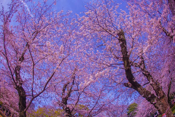 Цветение Вишни Парке Асукаяма Место Съемок Кита Токио — стоковое фото