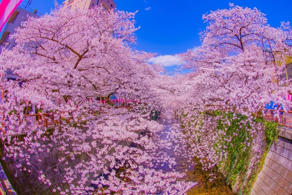 Třešňové Květy Plném Květu Nakameguro Umístění Střelby Meguro Tokio — Stock fotografie